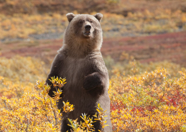 10-grizzly-autumn_000017839911_Small