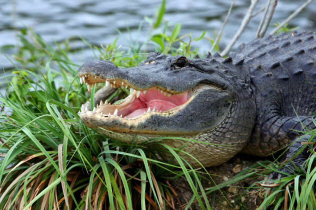 10-two-toed-tom-alligator_000001484906_Small