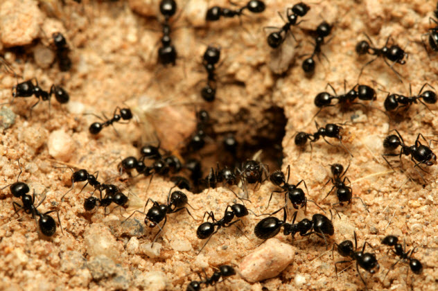 3-ants_000007904791_Small