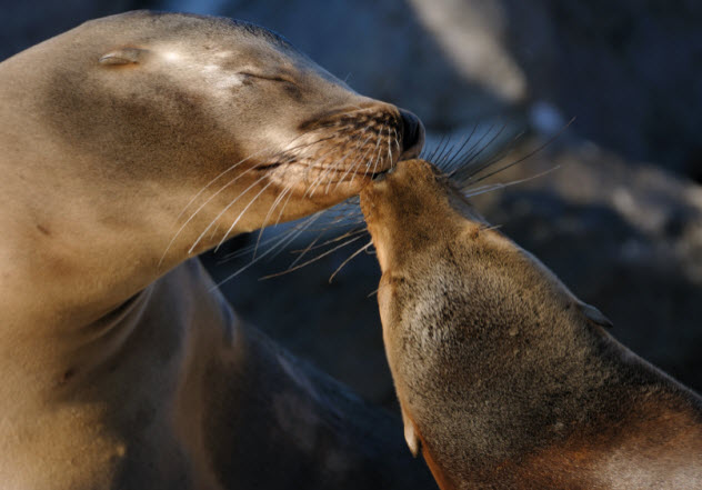 3-sea-lions_000008651105_Small