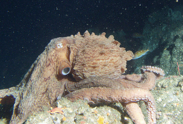 3a-giant-pacific-octopus