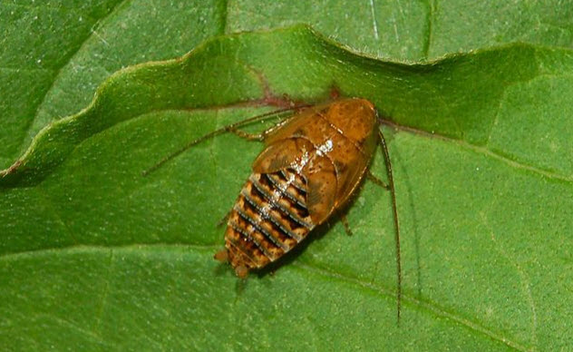 4-ectobius-cockroach
