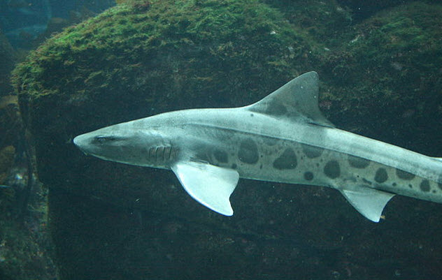 6-leopard-shark
