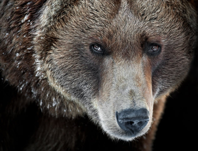 7-grizzly-bear_000012546080_Small