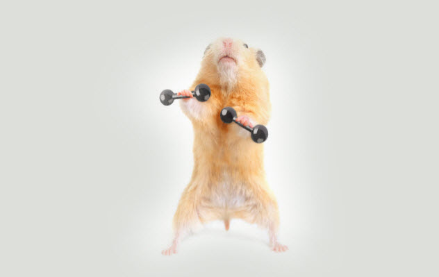 7-hamster-lifting-weights_000030516282_Small-bkgr