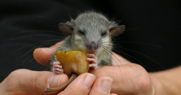 8-mouse-tasting-food_000004774710_Small