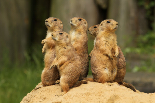 8-prairie-dogs_000020305526_Small