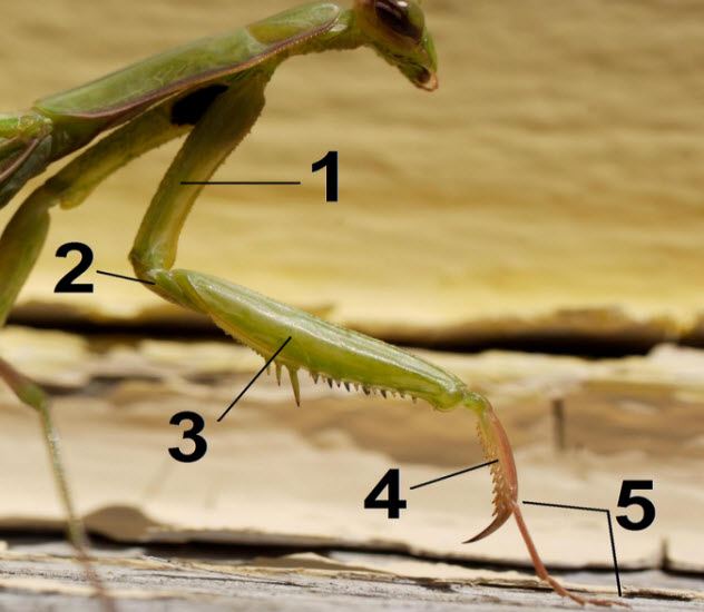 8-praying-mantis-claws