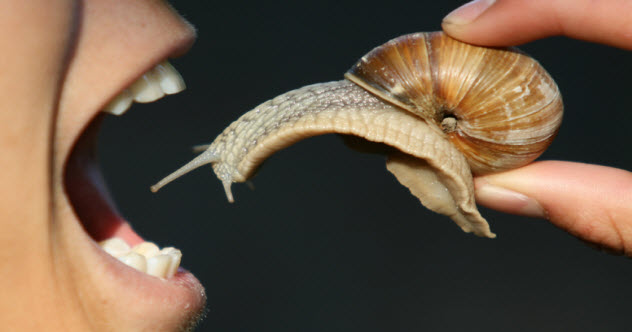 10 Overlooked Or Obscure Animal Anatomical Details - Vimarsana News