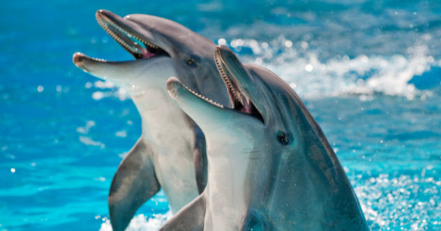 10 Animal Mysteries That May Finally Be Solved - Vimarsana News