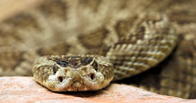 feature-a-8-rattlesnake_000017982906_Small