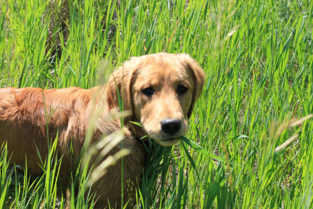 1-dog-eating-grass_25767335_SMALL