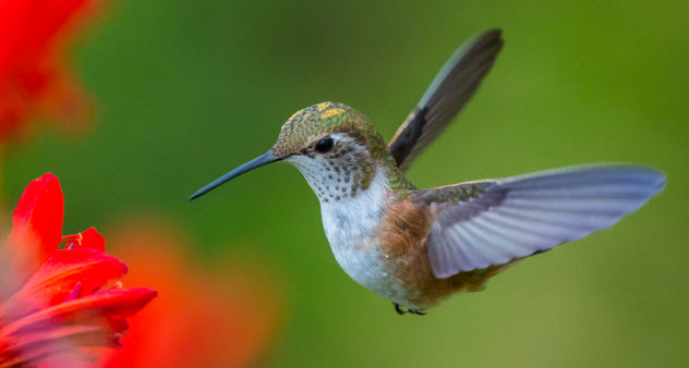 1-hummingbird_22708854_SMALL