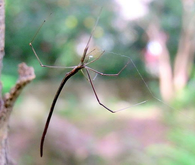 1-stick-spider