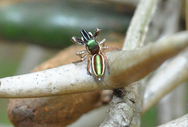 Habits and Traits of Jumping Spiders