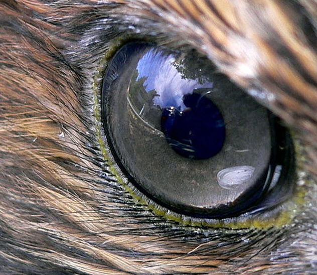 10-hawk-eye