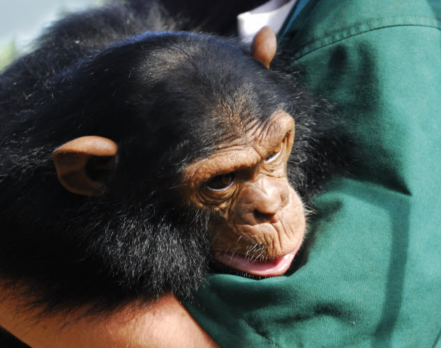 10a-chimp-hug_8578073_LARGE-bkgr