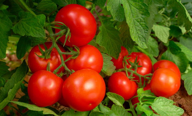2b-tomatoes_21812094_SMALL