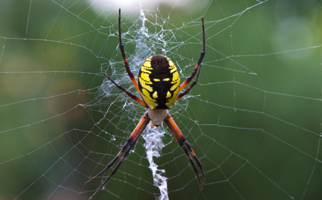 4-black-and-yellow-garden-spider_49549338_SMALL