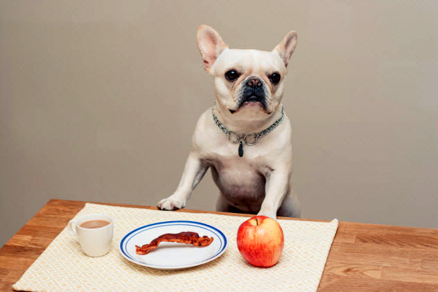 4b-dog-with-bacon_55961986_SMALL