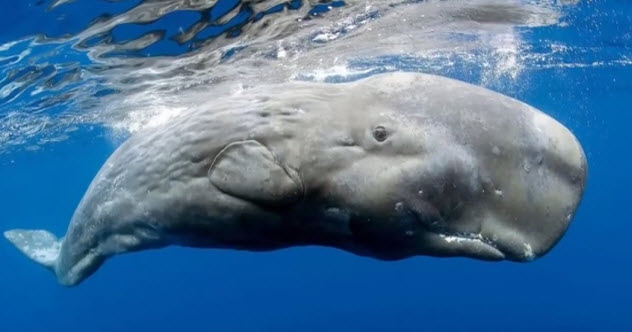 7-pygmy-sperm-whale