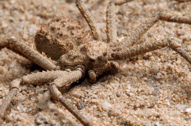 7-six-eyed-sand-spider