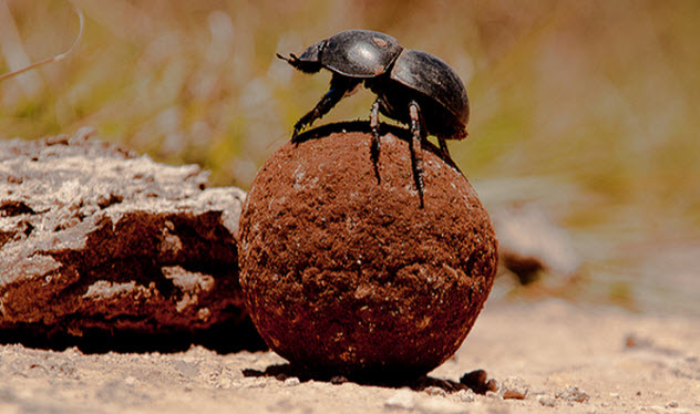 9-dung-beetle
