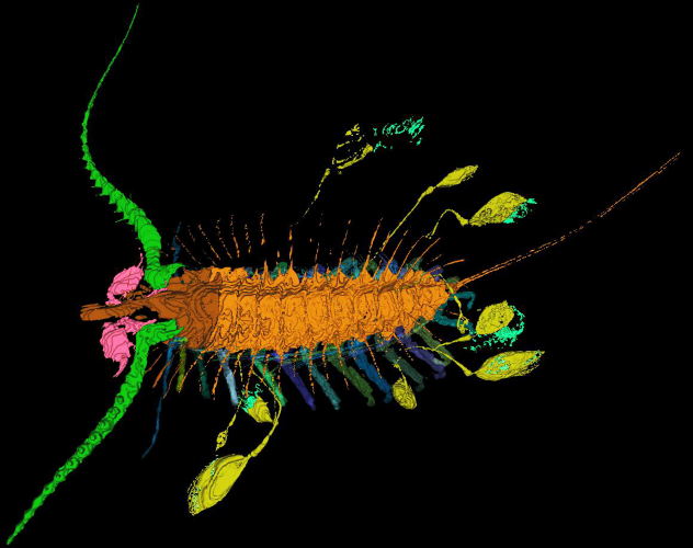Aquilonifer spinosus