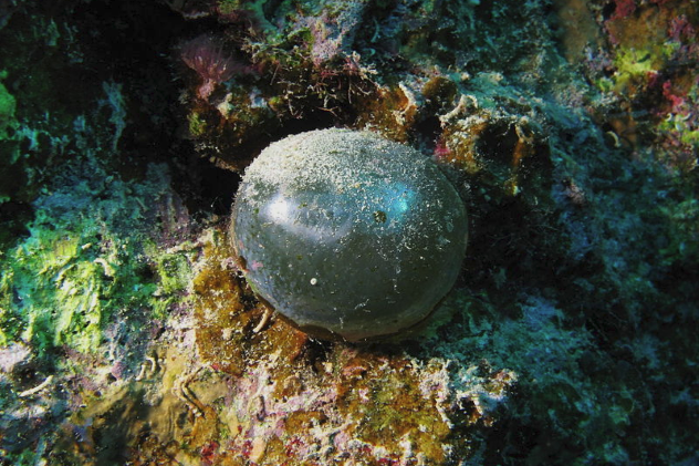 Bubble Algae