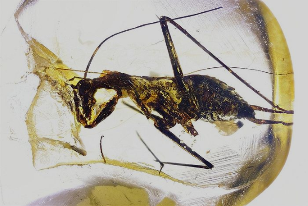 10 Outlandish Prehistoric Arthropods - 33