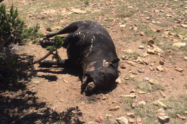 Mutilated Cow Arizona