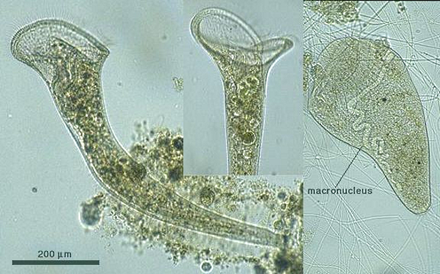 largest living cell