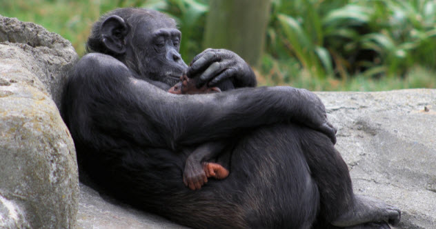 10 Amazing Displays Of Animal Empathy - Vimarsana News