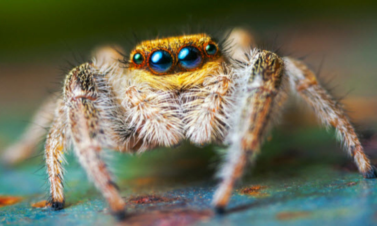 Habits and Traits of Jumping Spiders