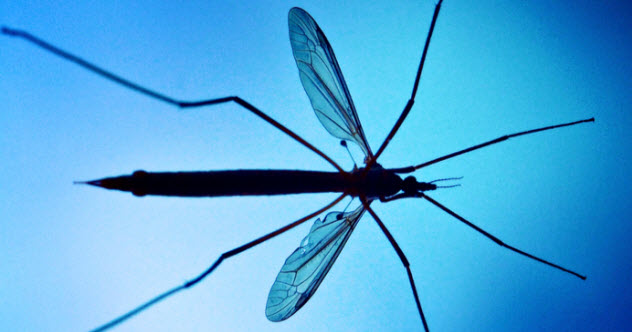 Top 10 Fascinating Insect Impostors - Listverse