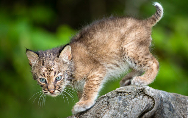 10-bobcat-kitten_22083391_SMALL