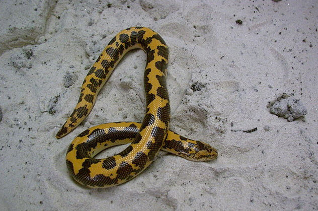 10d-kenyan-sand-boa