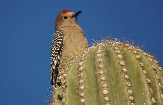 4-gila-woodpecker
