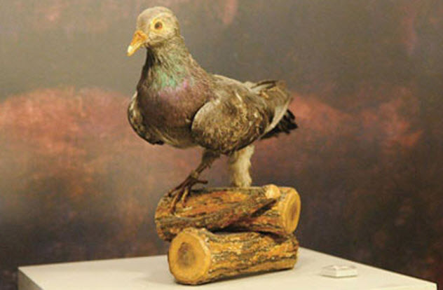 4-president-wilson-pigeon