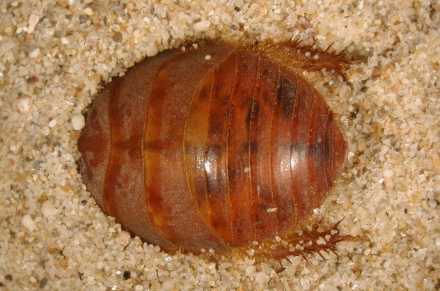 5b-desert-cockroach