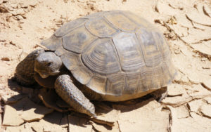 10 Desert Animals With Brilliant Survival Adaptations - Listverse