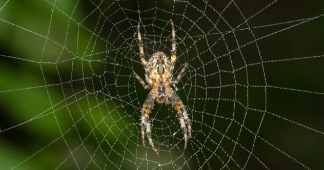 7-spider-in-web_29167836_SMALL