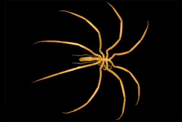 8-antarctic-sea-spider