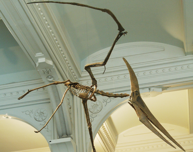 Pterandon Skeleton