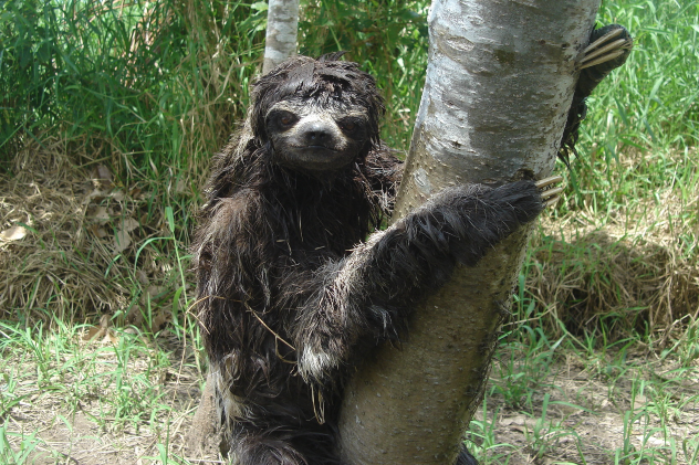 10 Surprising Facts About Sloths - 2