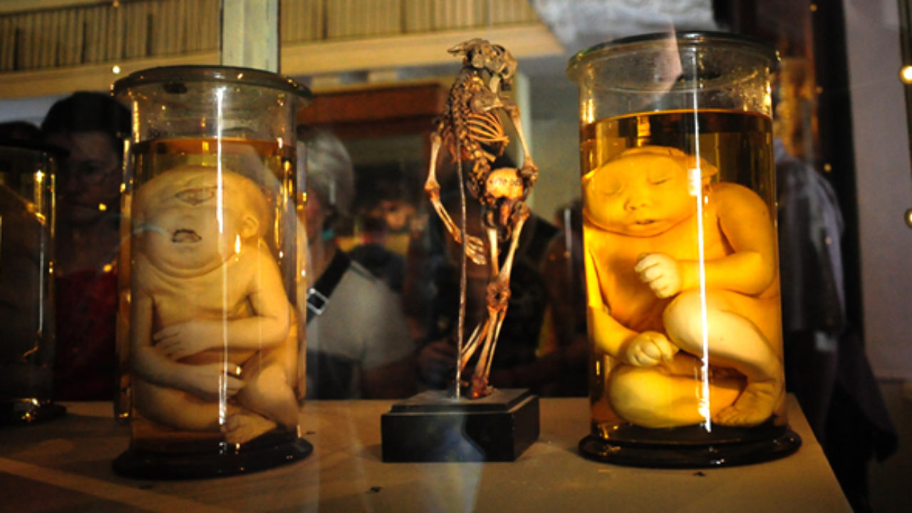 10 Marvelous Cabinets Of Curiosities Listverse