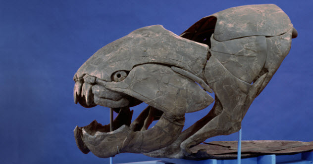 Top 10 Significant First Fossils - Vimarsana News