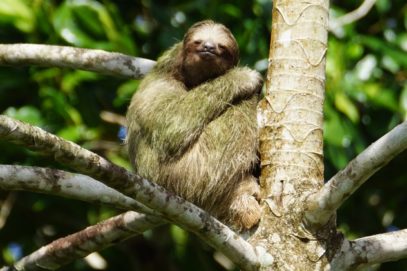 10 Surprising Facts About Sloths - Listverse