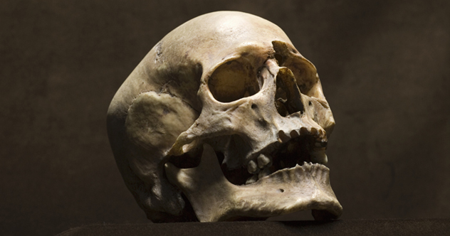 10 Fascinating Facts About The Human Skeleton - Vimarsana News