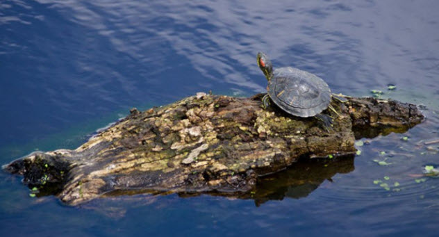 10-jump-dispersal-turtle